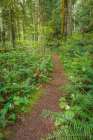 USA, Washington State, Kitsap County. Trail in forest with trillium flowers and sword ferns. Art Print